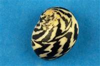 藏品(花蜑螺)的圖片